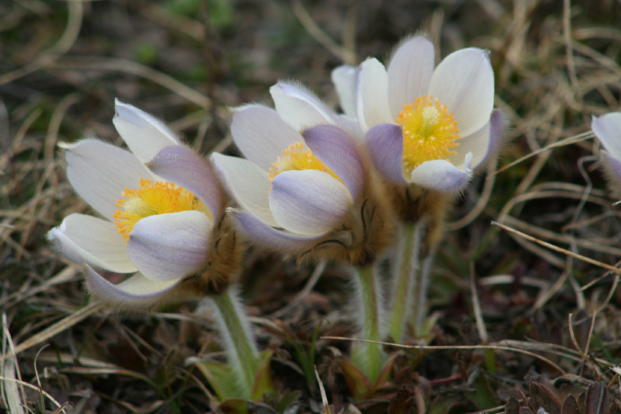 Flora Alpina delle Alpi Occidentali